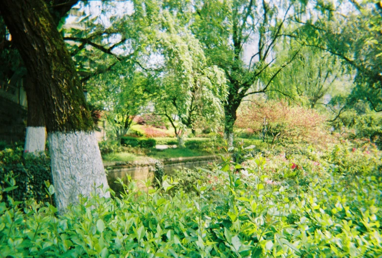 a tree and water stream in a field