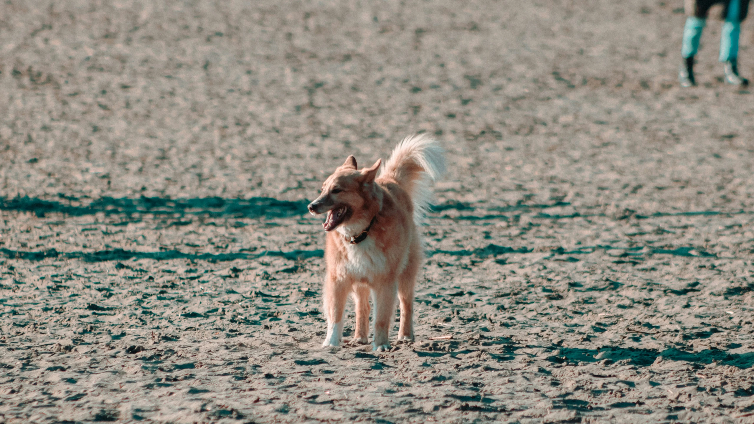 a dog looks into the distance with his head back while people stand on the beach