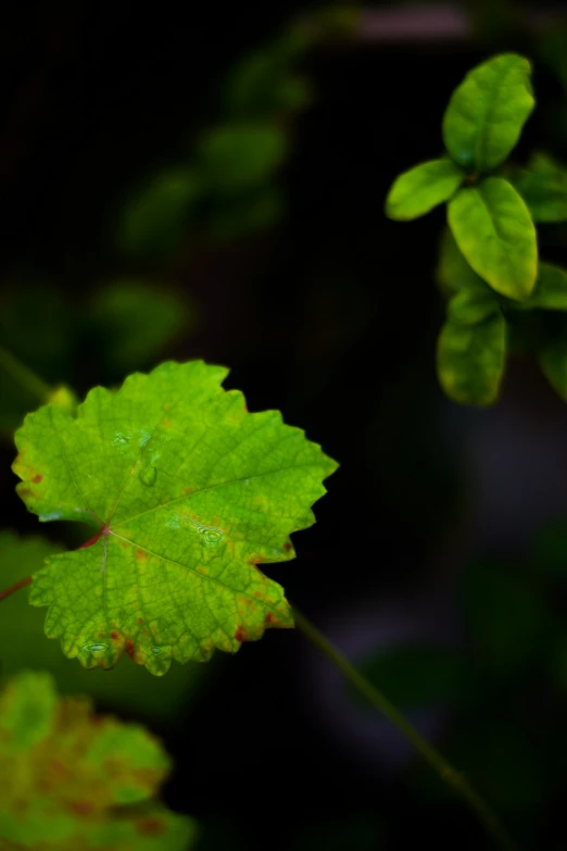 a large green leaf with very little leafing on it