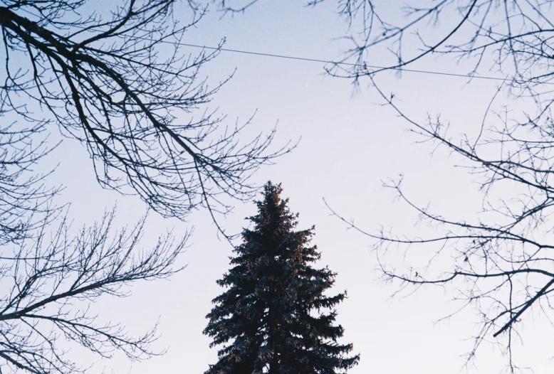 a tall tree in front of a white background