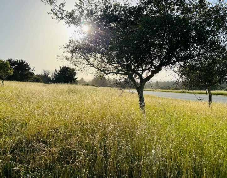 a large tree in the middle of a large field