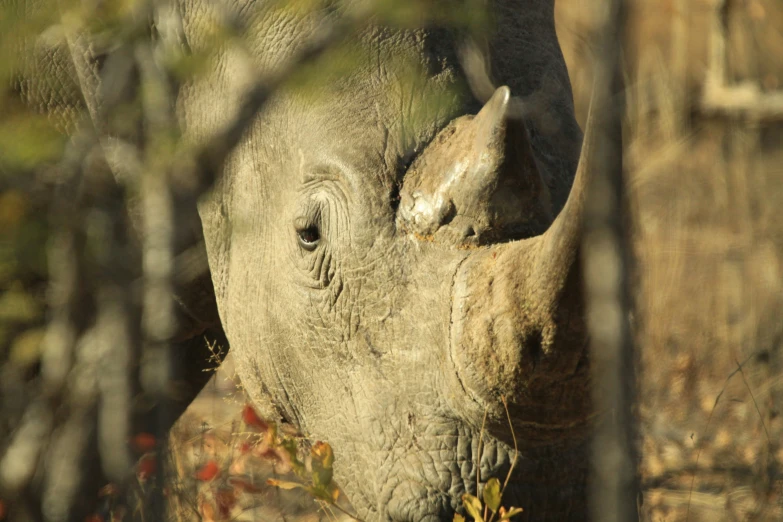 closeup of a rhino's face through nches