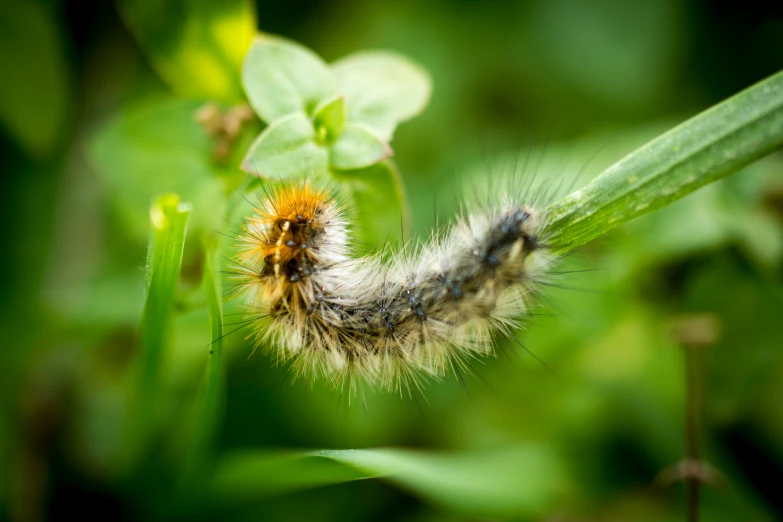 a caterpillar sitting on top of some green plants