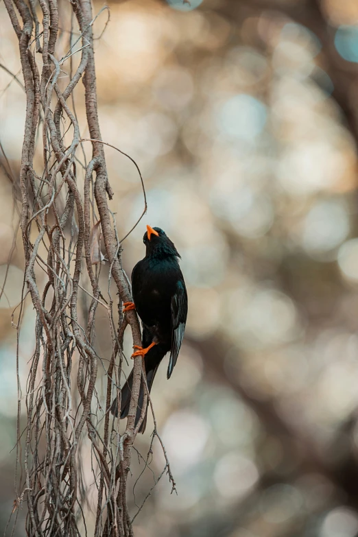 a colorful black bird perched on top of a small nch