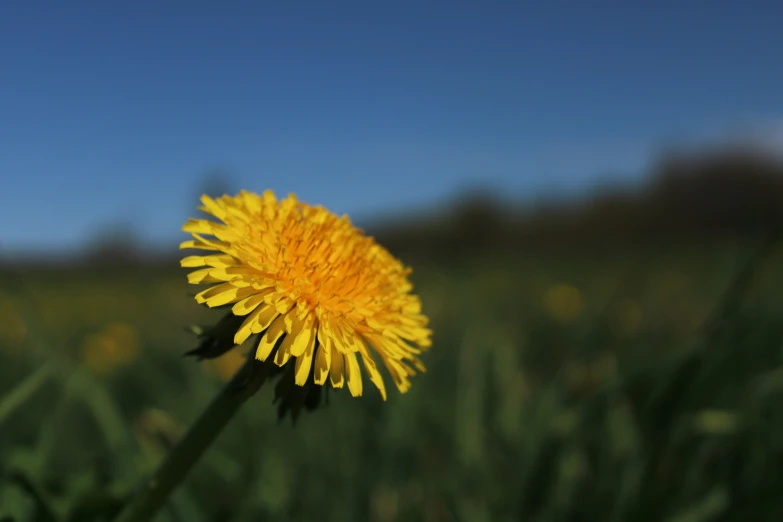 a dandelion in a field with a clear blue sky in the background