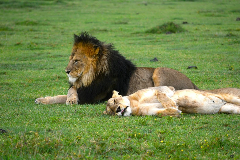 two lions laying down on the grass in the wild