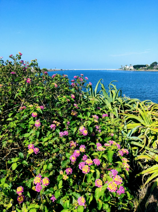 pink flowers along the side of a large body of water