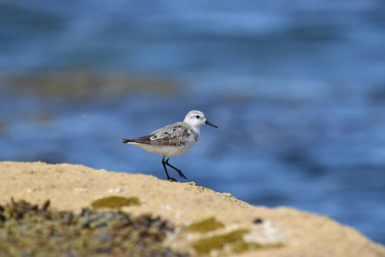 small white bird on a sand dune by the ocean