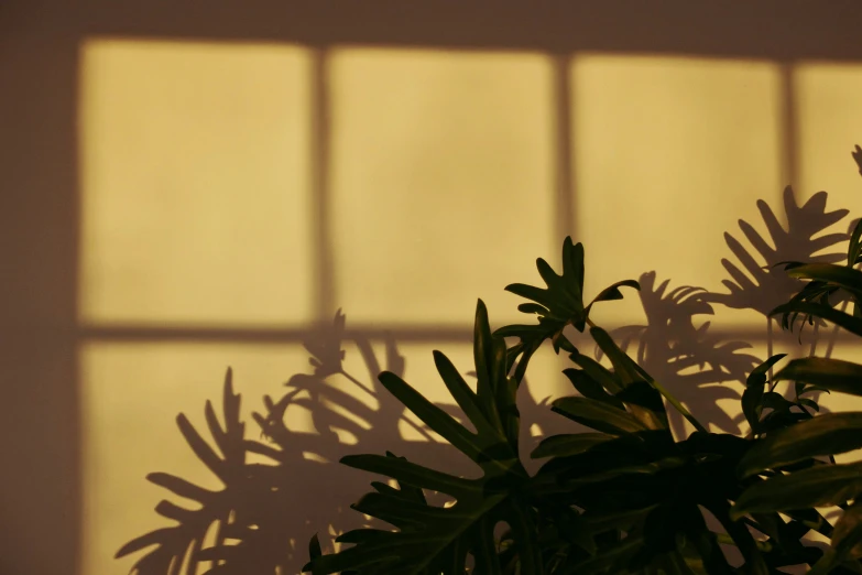 silhouette of a plant against a yellow wall