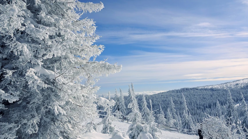 the sky above is blue and clear as the trees look out towards mountains