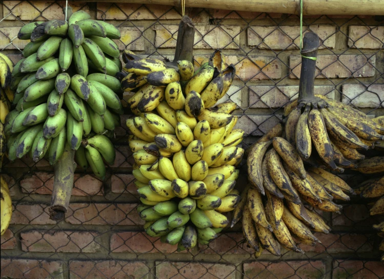 the bananas are hung on the wall by the wire