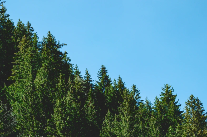 a small airplane flying over some trees