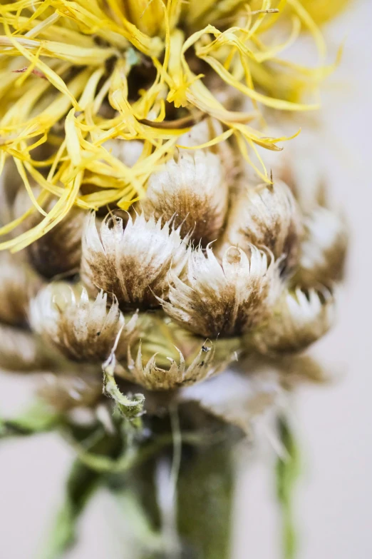 a close up s of some yellow and white flowers