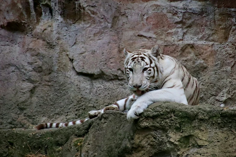 a white tiger laying down on a rock