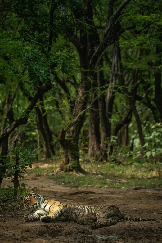 a tiger laying in a forest with it's eyes open