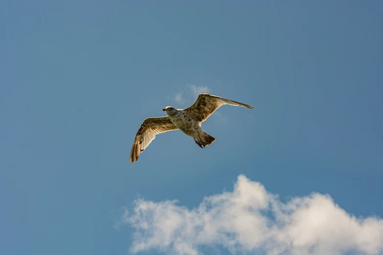 a white bird flying in a blue sky