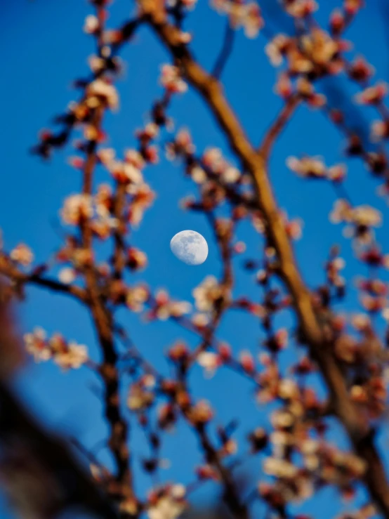 a white moon is seen in the sky above a flowering tree