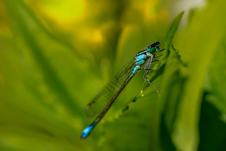 a small blue and brown insect on a plant