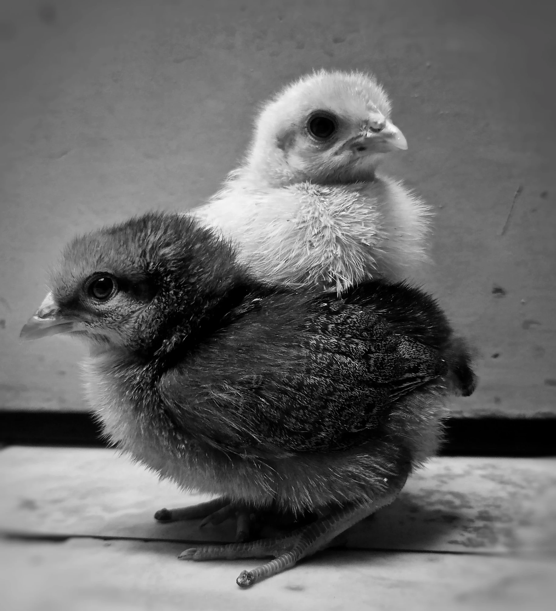 two small chickens are in front of a wall