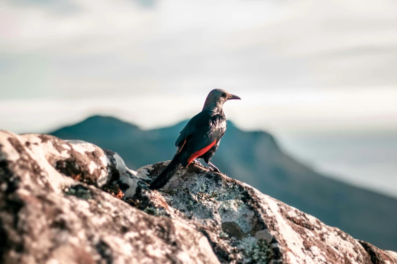 a bird perched on top of a rock