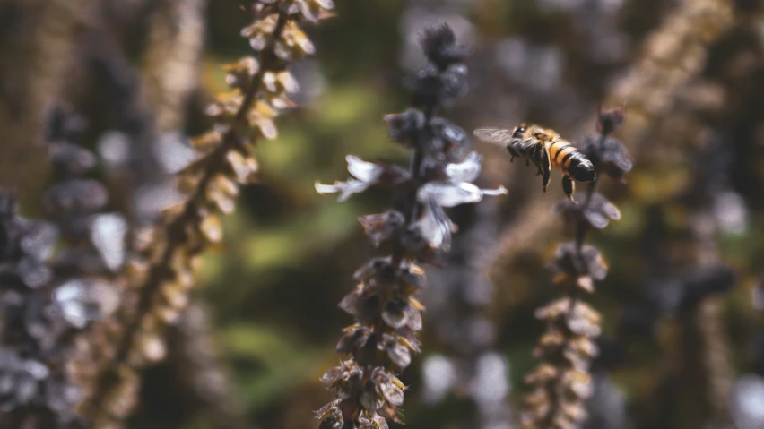 a bee that is flying down the air