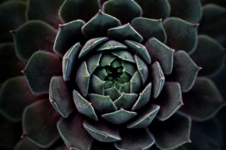 close up view of a beautiful dark green succulent