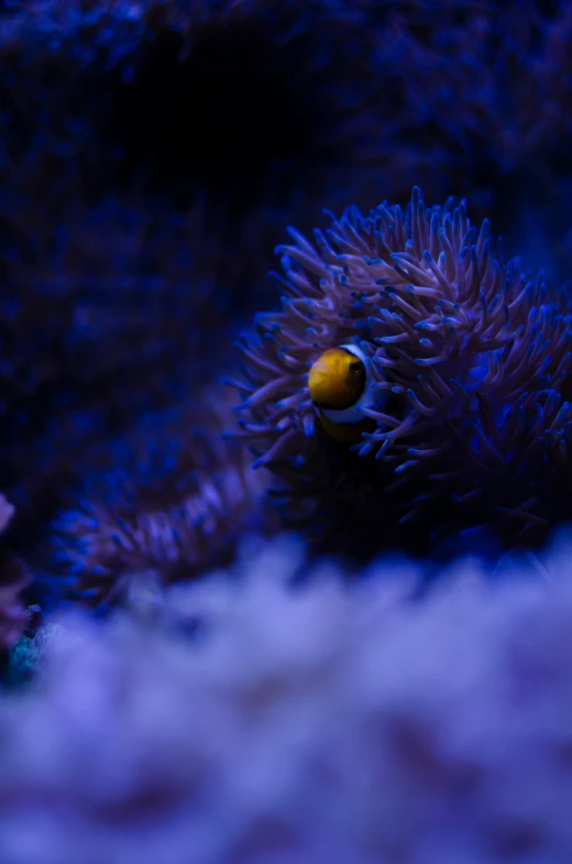 two small yellow things on a purple coral