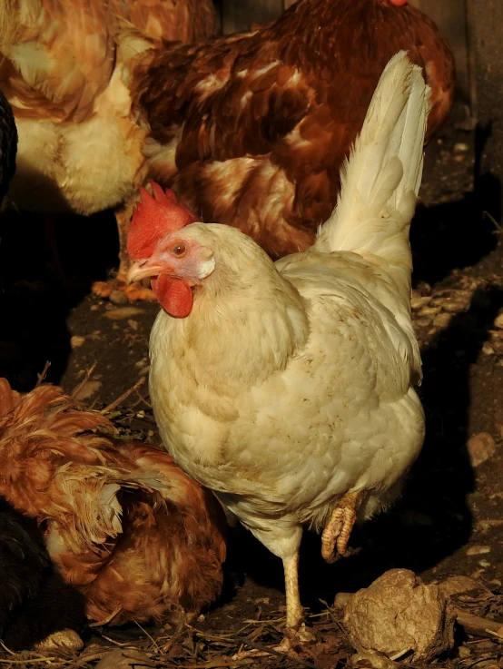 many hens walk around in the open together