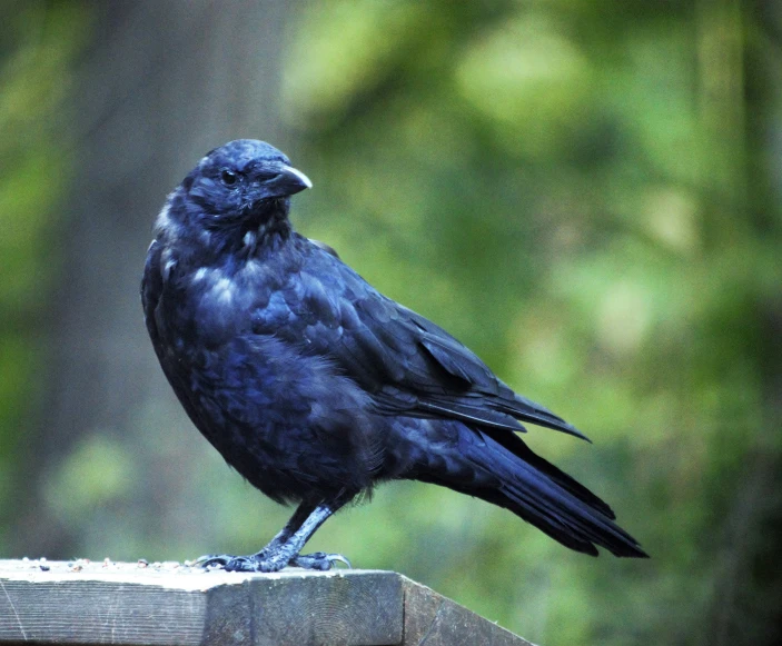 a black bird on the edge of a wooden rail