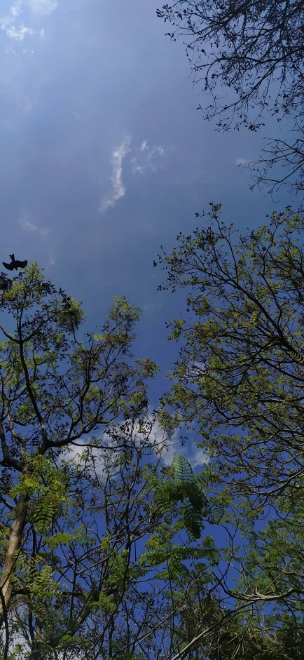 an airplane flies over the top of a tree line