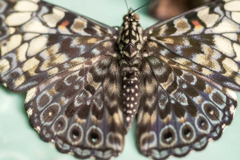 a close up po of a erfly's wing