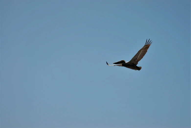 a large bird is flying in the sky