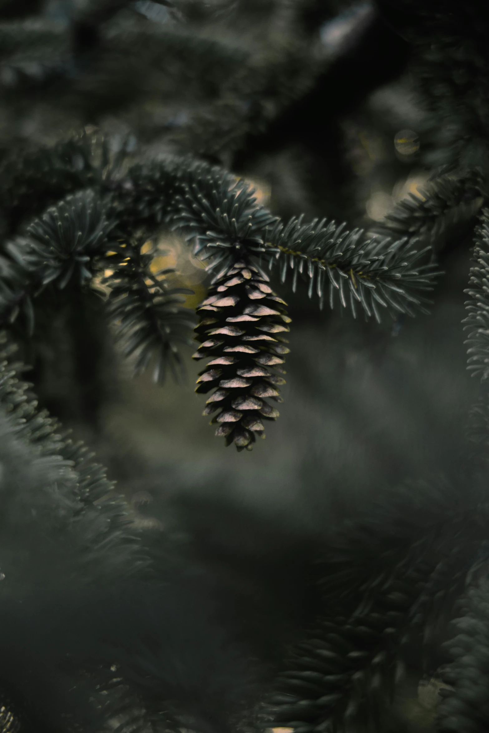 pine cones are the first things that attract the viewer