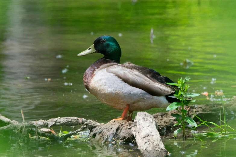 a duck sits on top of a rock in the water