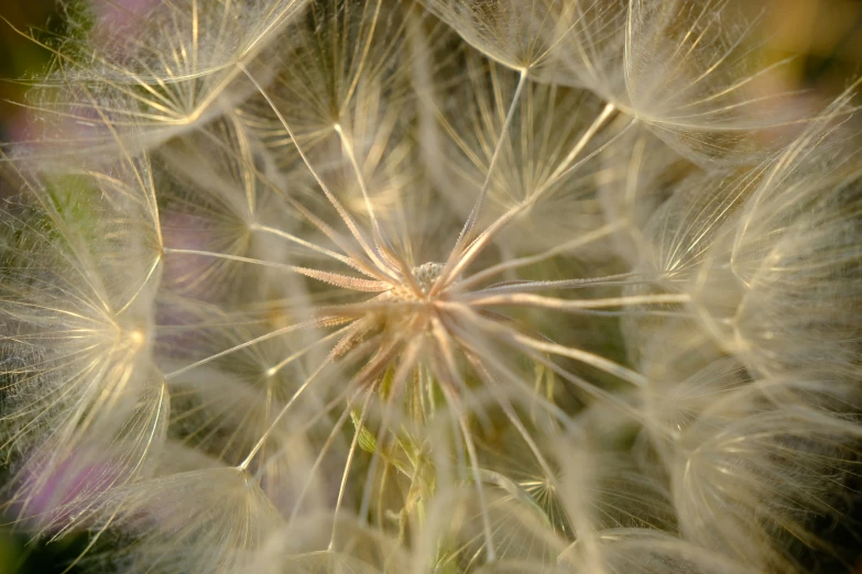 there is a very large flower that appears to have dandelions