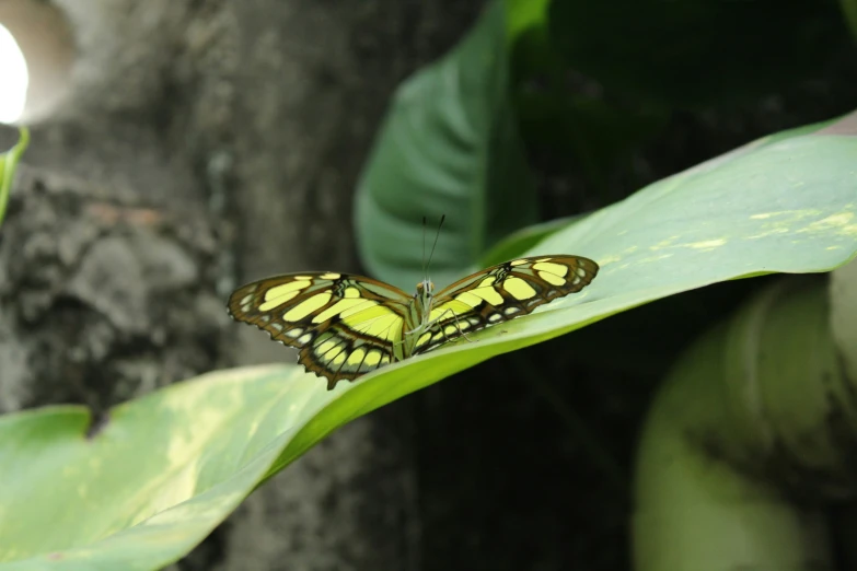 a yellow erfly resting on a leaf with lots of green