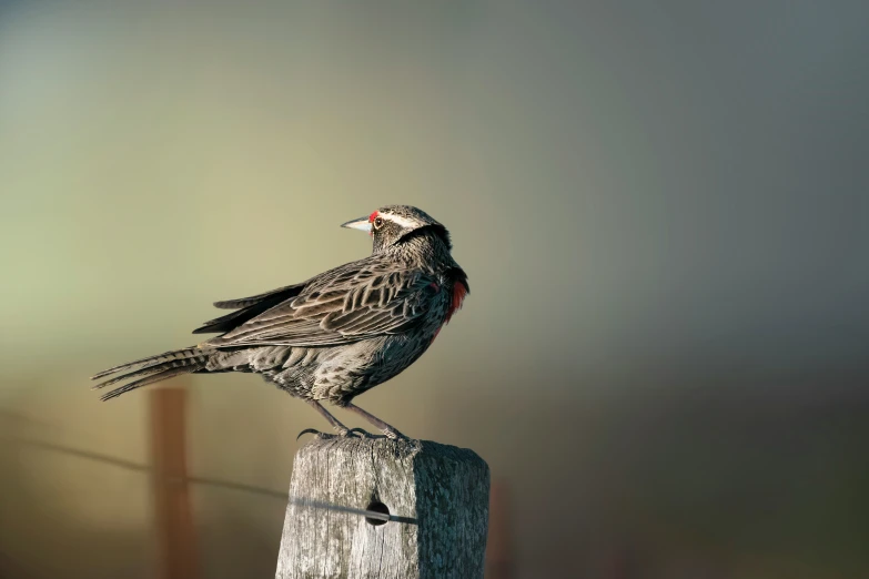 two birds sitting on top of a wooden post