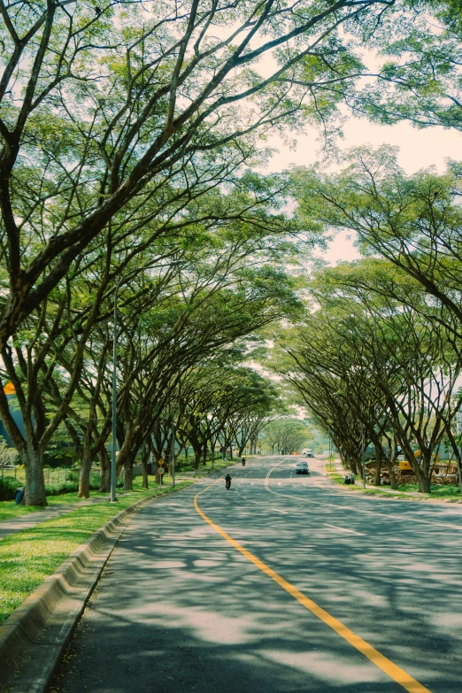 a long road lined with trees and traffic signals