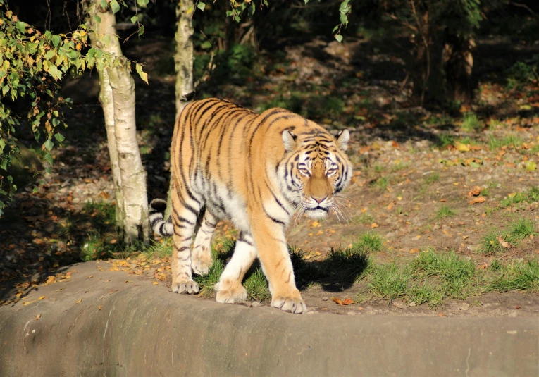 a big tiger walking next to a tall tree