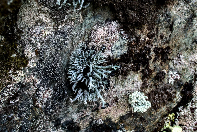 the plant is growing out of the mossy rock