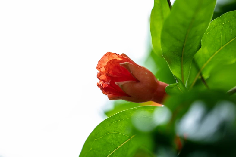 there is a very beautiful red flower blooming in the trees