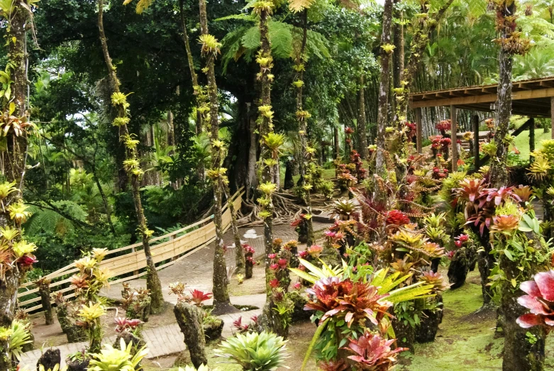 tropical trees in a park area with pink flowers