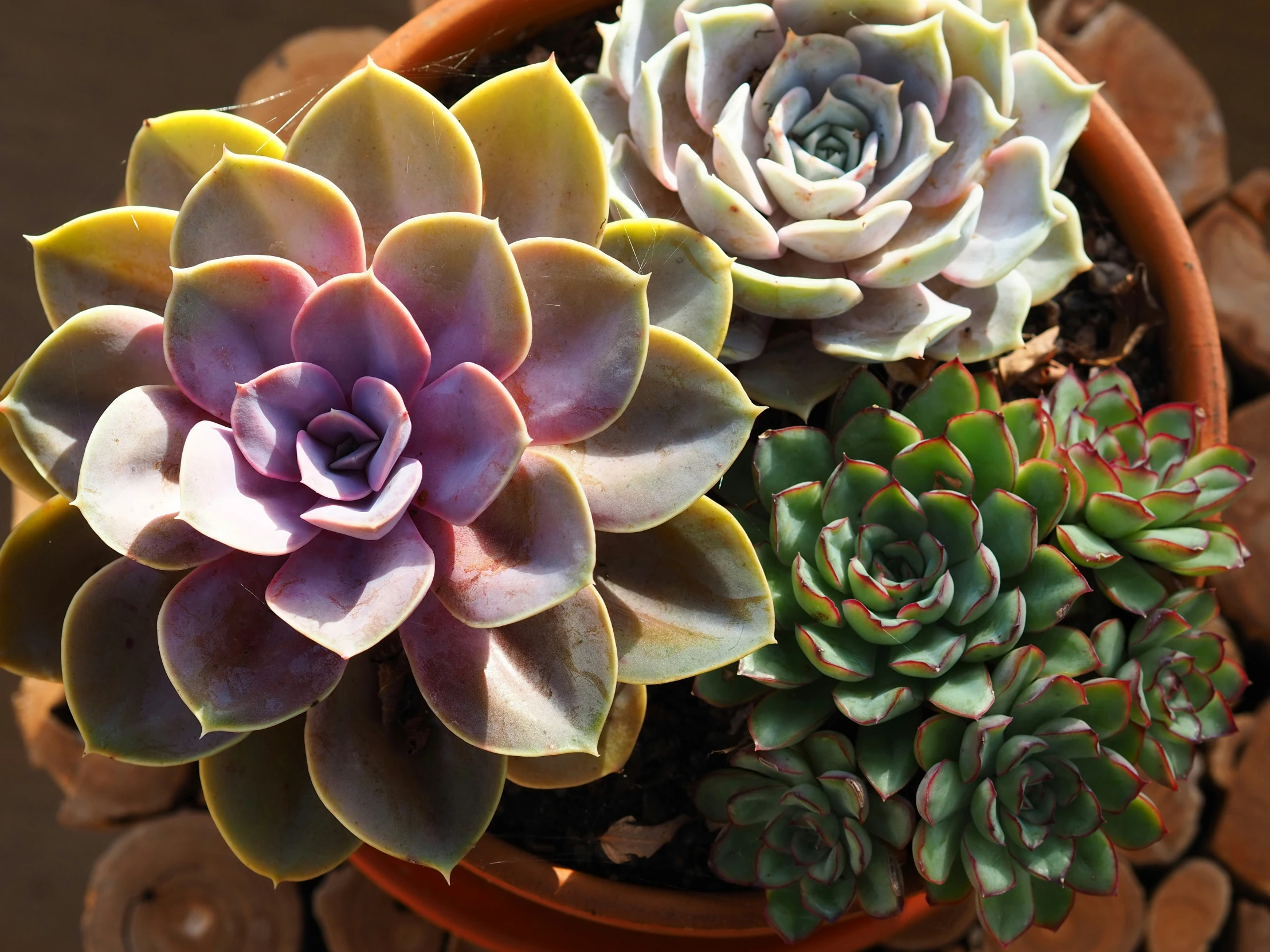 an arrangement of succulents sit in a flowerpot on rocks