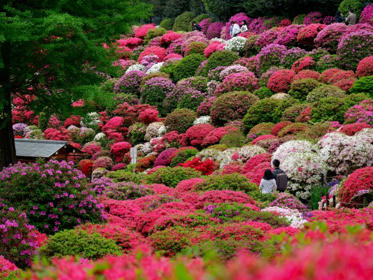 some people and some colorful flowers are on a hill