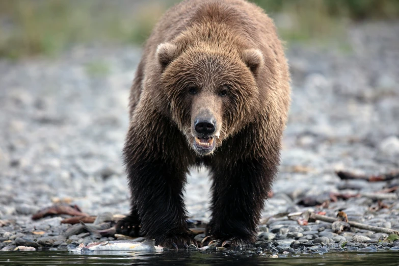 a brown bear is standing by some water