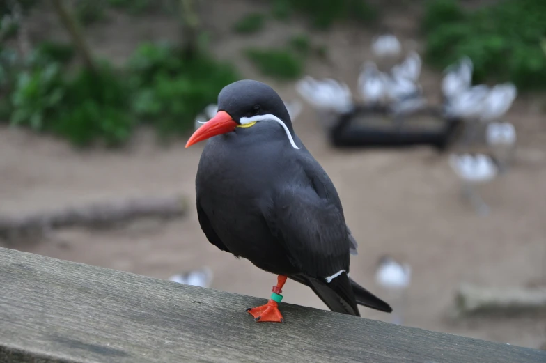 a bird standing on a wooden plank with a bright red beak