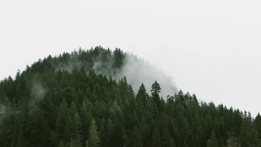 a field next to trees covered in fog