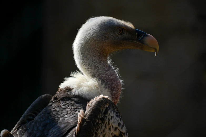 a bird standing in the sun in its enclosure