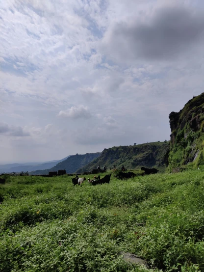 a herd of cattle grazing on a grass covered hillside