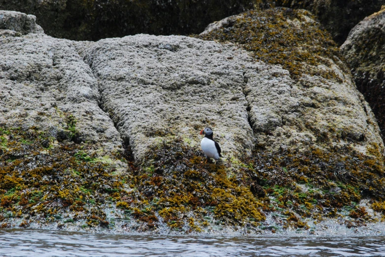 an animal sitting on the edge of some rocks